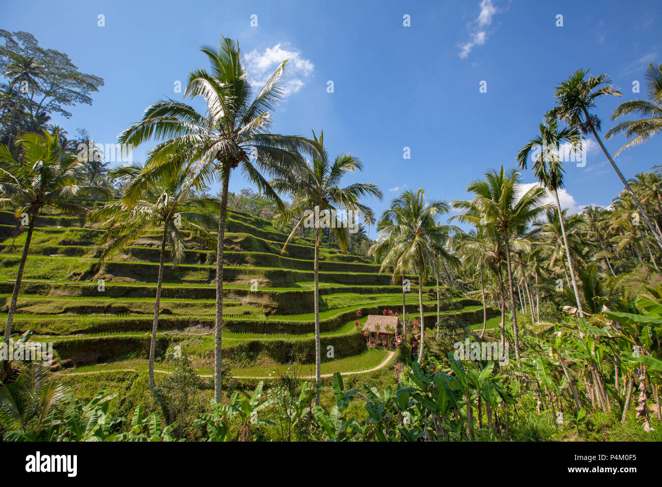 Terrasses de riz à Tegallalang. Ubud, Bali, Indonésie Banque D'Images