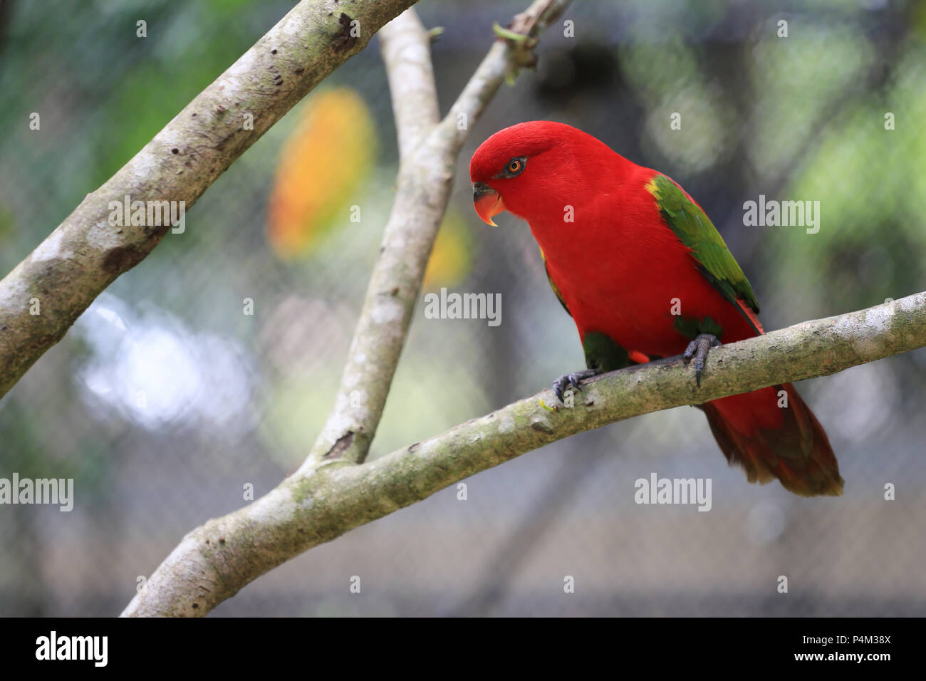 Oiseau rouge macore sur les branches des arbres tropicaux dans la jungle, la faune est rare et en voie de disparition. Banque D'Images