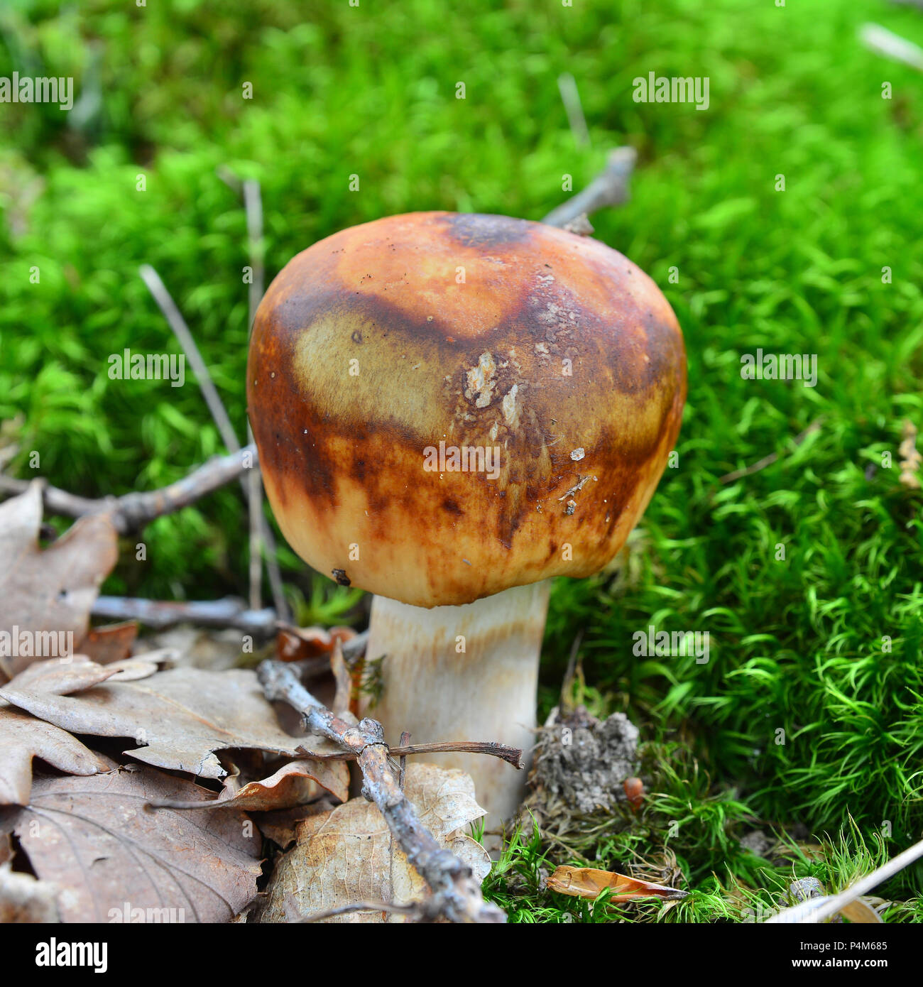 Russula subfoetens de champignons des bois Banque D'Images