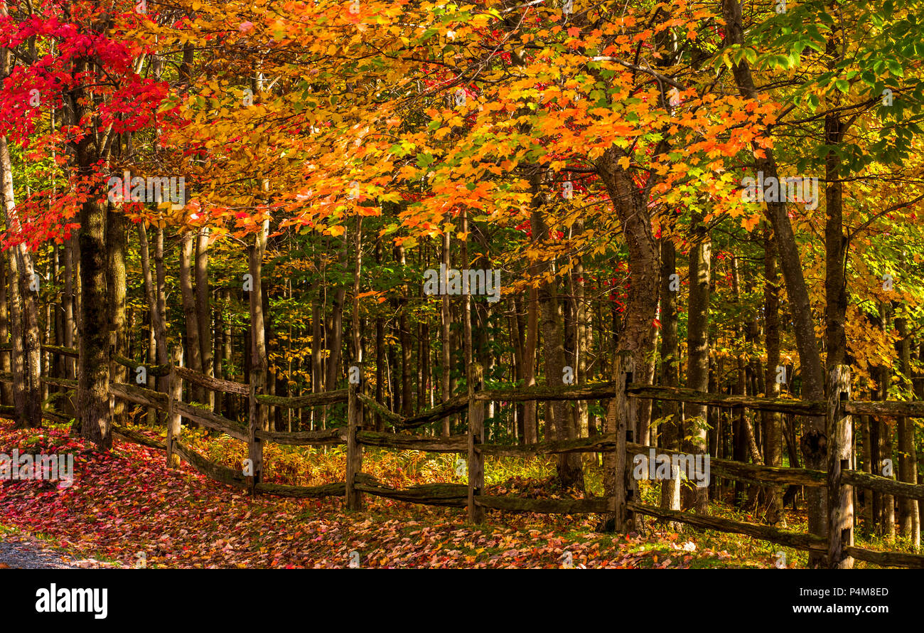 Bois de l'automne avec rail fence, Sutton, Québec, Canada Banque D'Images