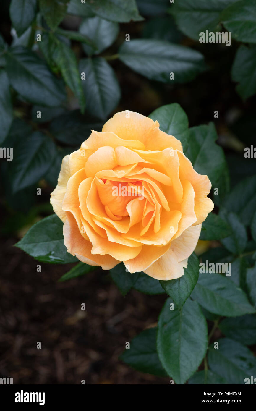 Rosa Easy Going / Harflow. Floribunda rose 'Easy Going' Banque D'Images