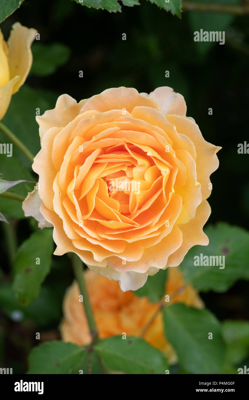 Molineux / Ausmol Rosa. Rosier anglais arbustif Banque D'Images