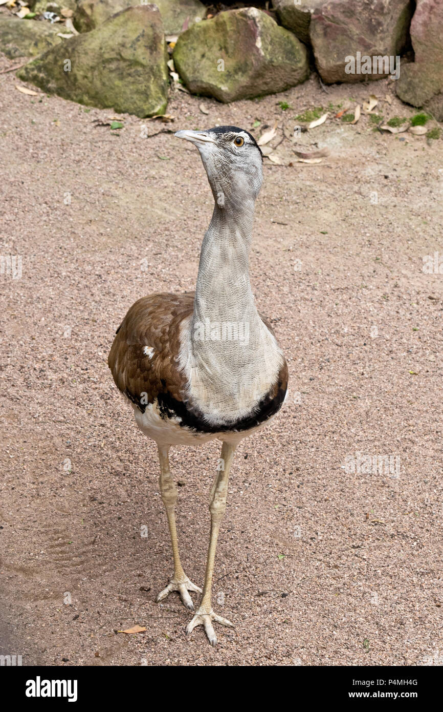 Le portrait d'une outarde australienne dans le zoo Banque D'Images