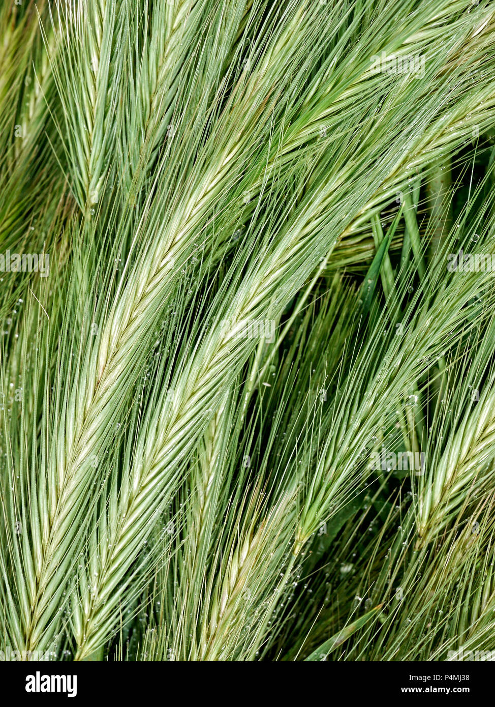Libre d'herbes sauvages avec des gouttes de rosée. Banque D'Images