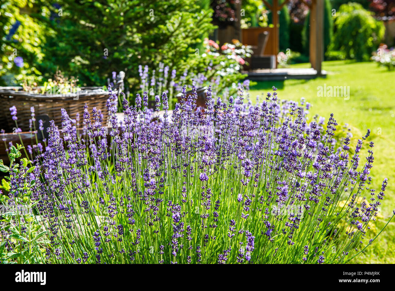 L'aménagement paysager magnifique avec de belles plantes et fleurs Banque D'Images