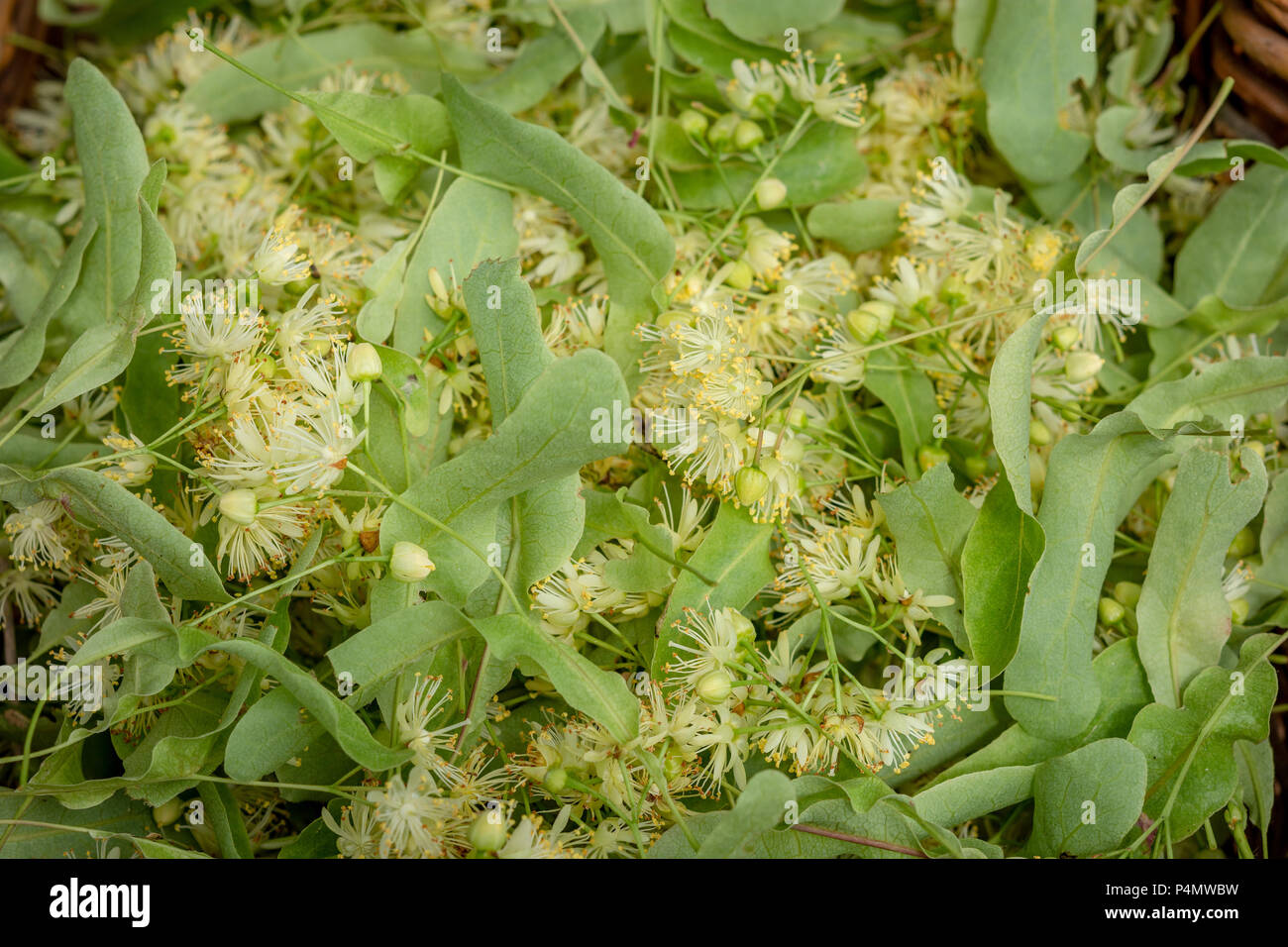 Fleurs de Tilleul frais comme arrière-plan. Close up of Linden fleurs dans un panier. Fleurs de Tilleul, d'herbes médicinales sont utilisées pour les thés, bon pour les rhumes, f Banque D'Images