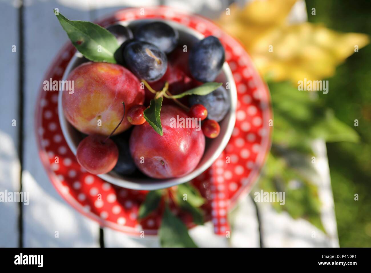 Prunes fraîches dans un bol sur une table de jardin Banque D'Images