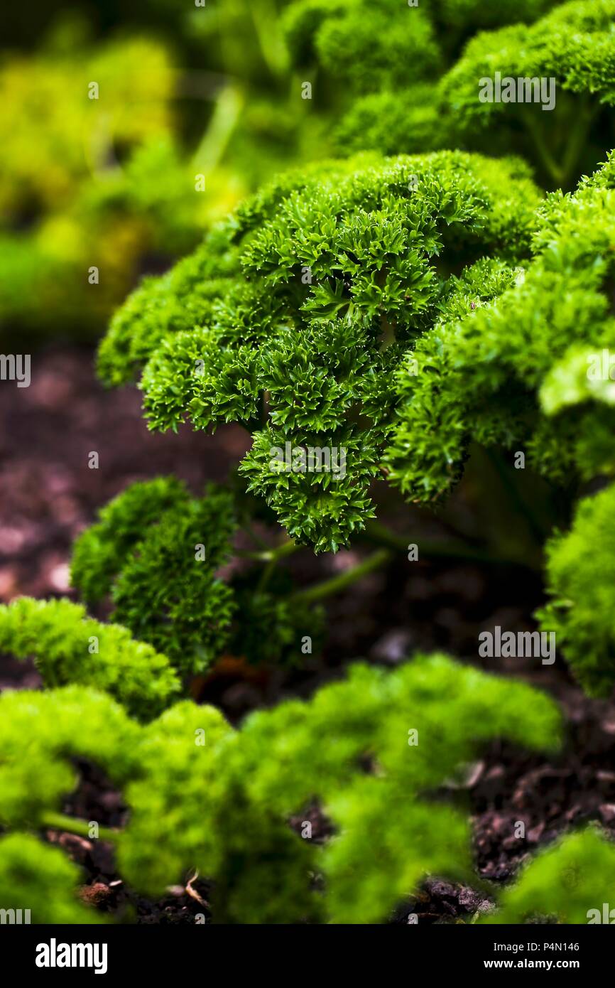 Le persil frais dans un potager Banque D'Images