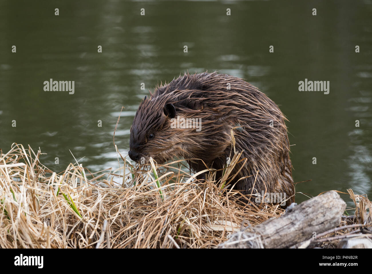 Un jeune castor d'escalade sur l'herbe à sa banque de Beaver Dam Banque D'Images