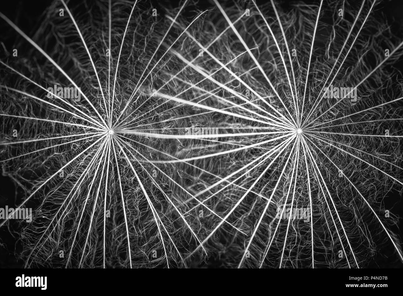 Barbe de chèvre forme de tête de semences et des formes dans la nature Banque D'Images