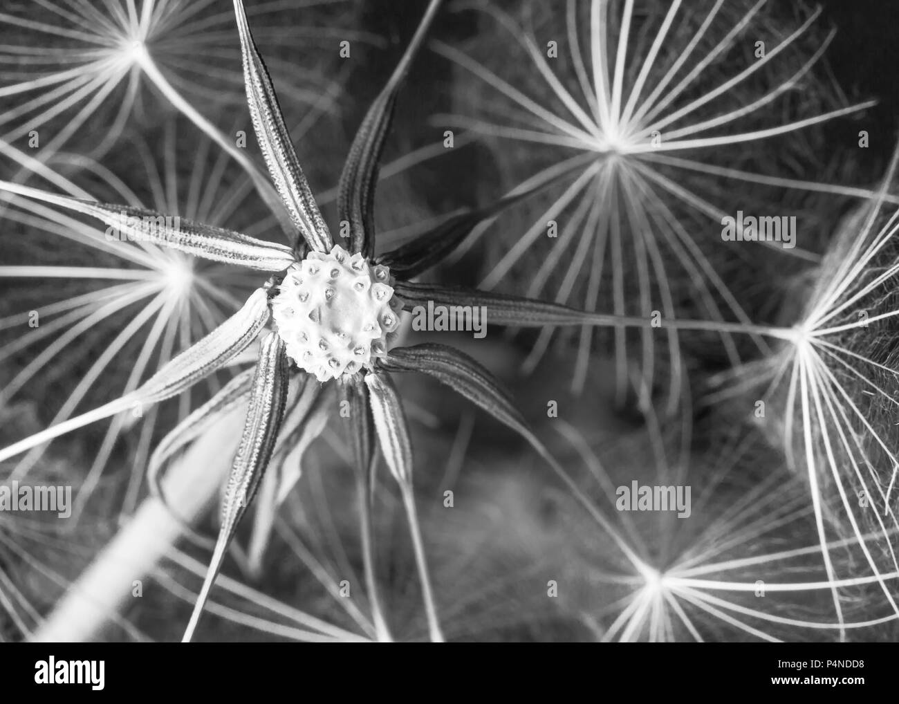Barbe de chèvre forme de tête de semences et des formes dans la nature Banque D'Images