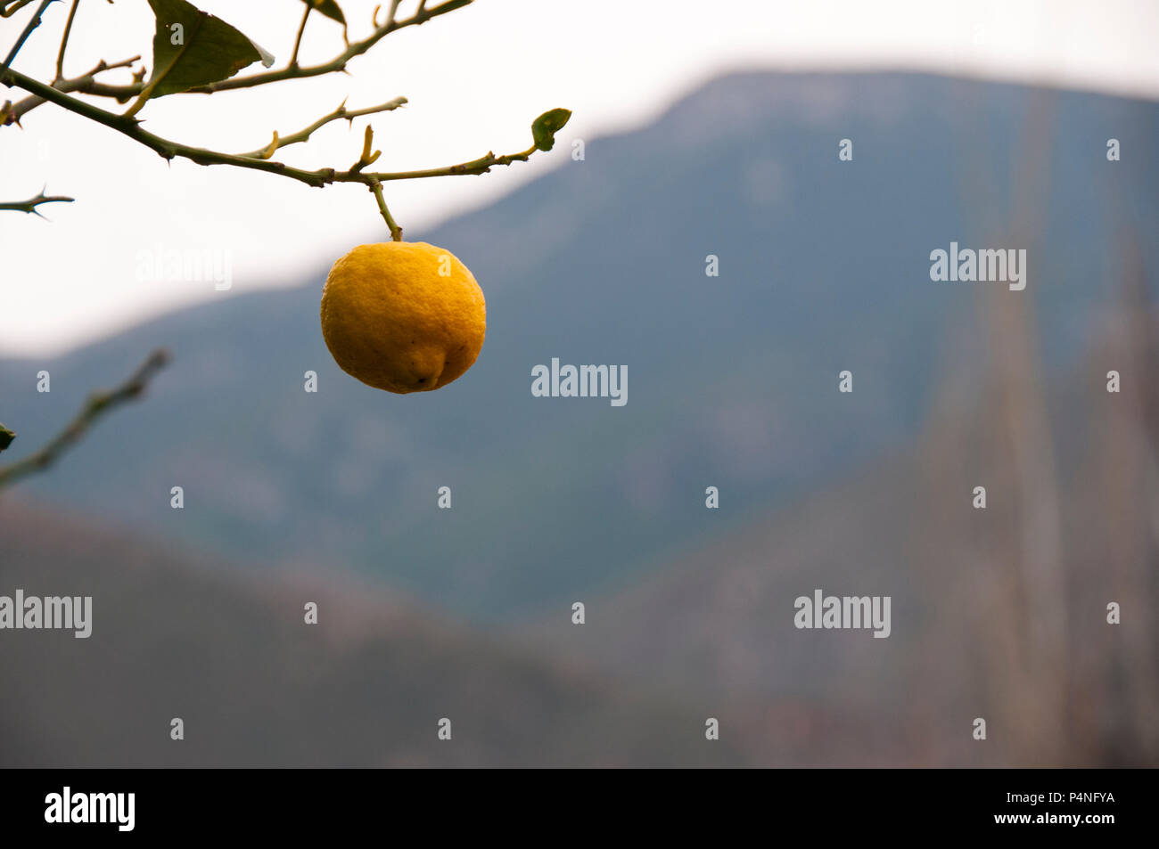 La pendaison de citron d'un arbre en Orgiva Banque D'Images