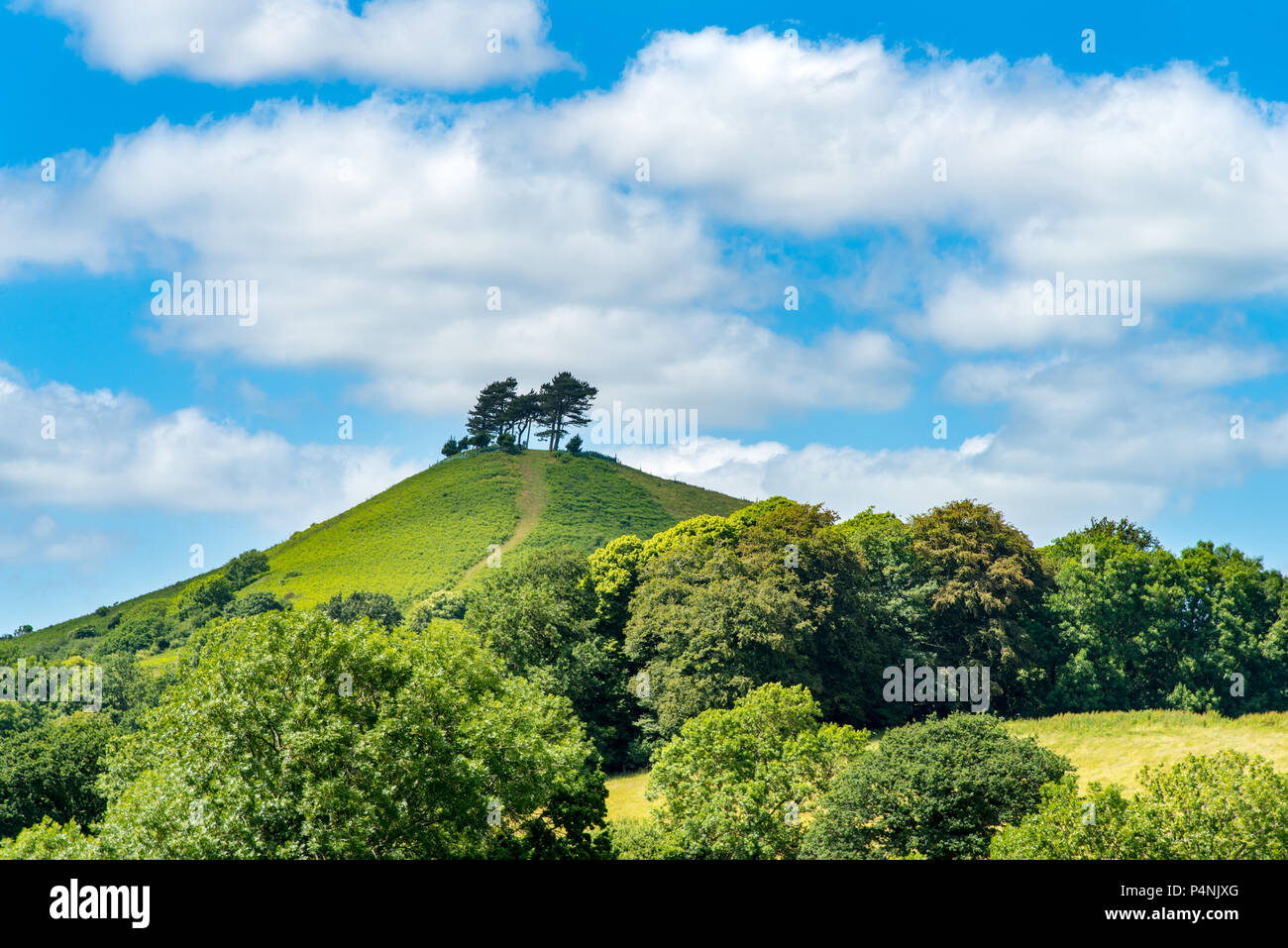 Colmers Hill près de Symondsbury, Dorset, UK Banque D'Images