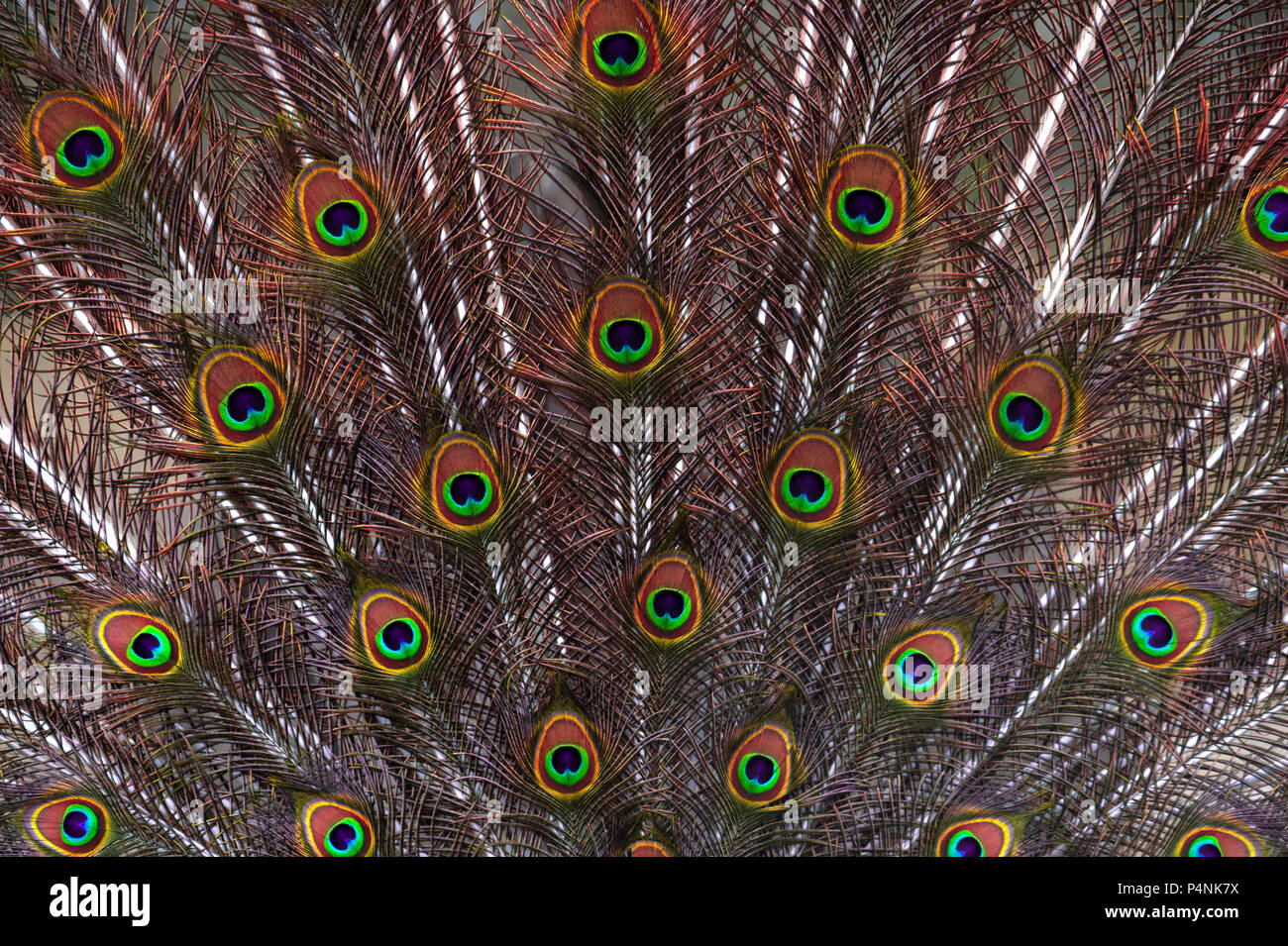 Les modèles colorés de milliers d'oiseaux magnifiques. Banque D'Images