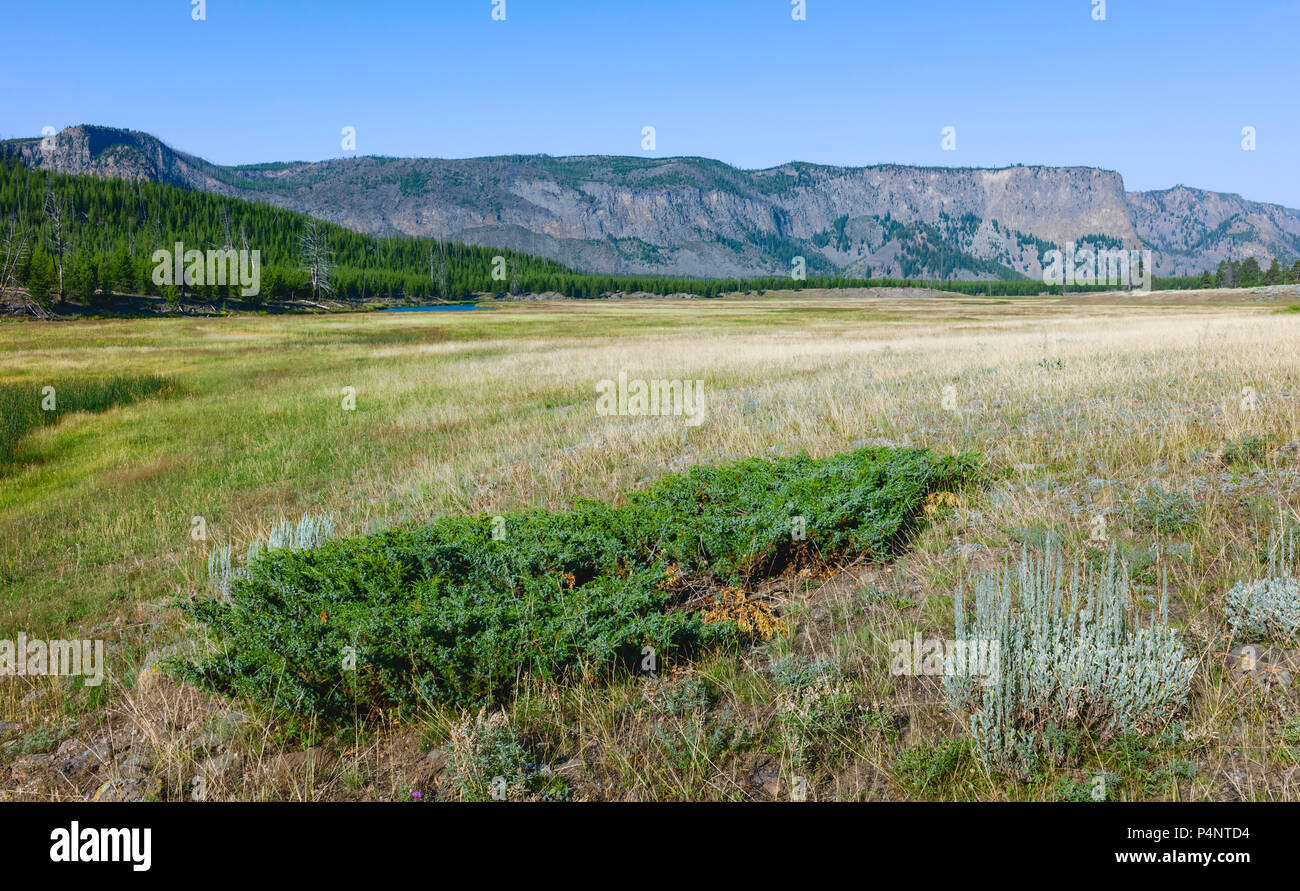 La prairie avec un aperçu de la rivière Yellowstone flanquée de bois, et les Rocheuses en été près de Cooke City, Montana, USA. Banque D'Images