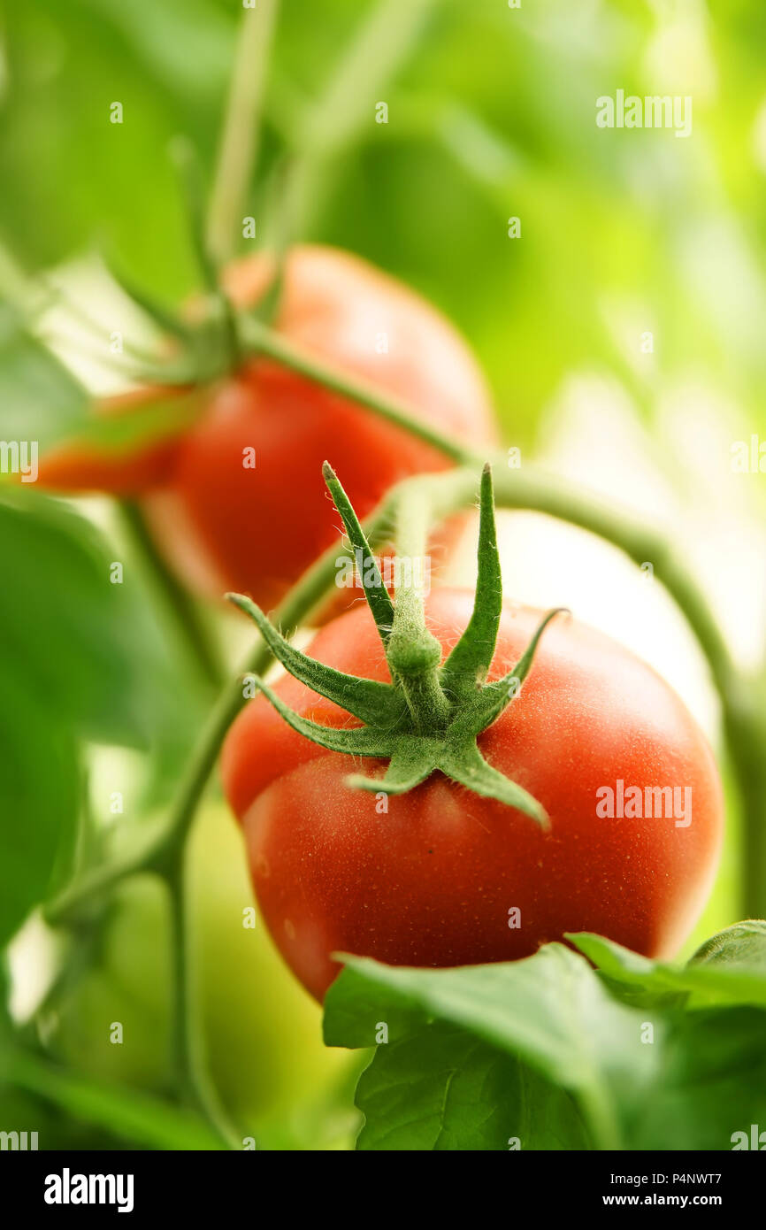 Les tomates biologiques mûres dans le jardin prêt pour la récolte Banque D'Images
