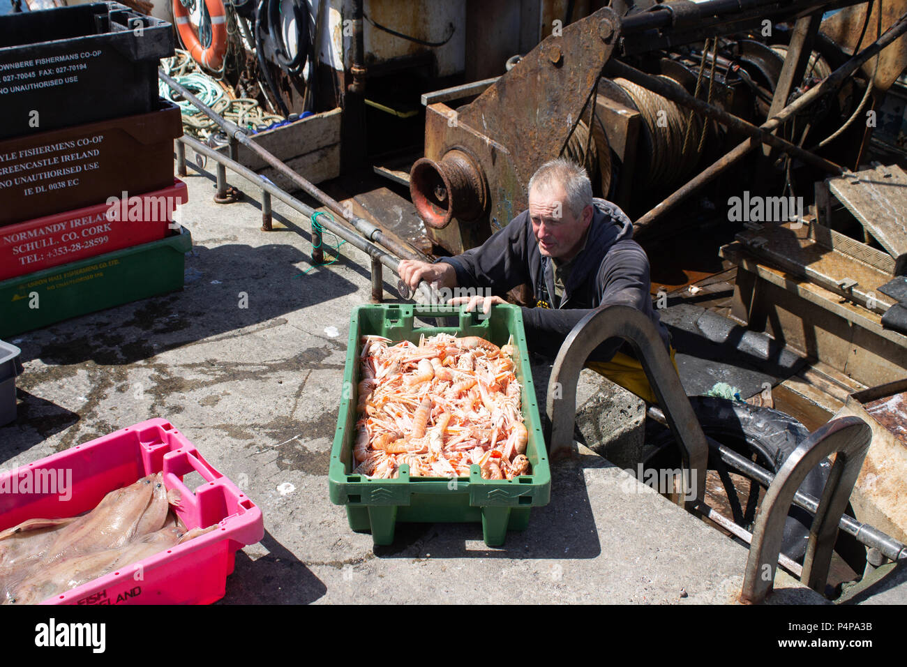 Schull, West Cork, Irlande. 23 Juin, 2018. Une autre belle journée ensoleillée avec les pêcheurs d'une amende d'atterrissage de captures mixtes de crevettes et de poisson blanc. Credit : aphperspective/Alamy Live News Banque D'Images