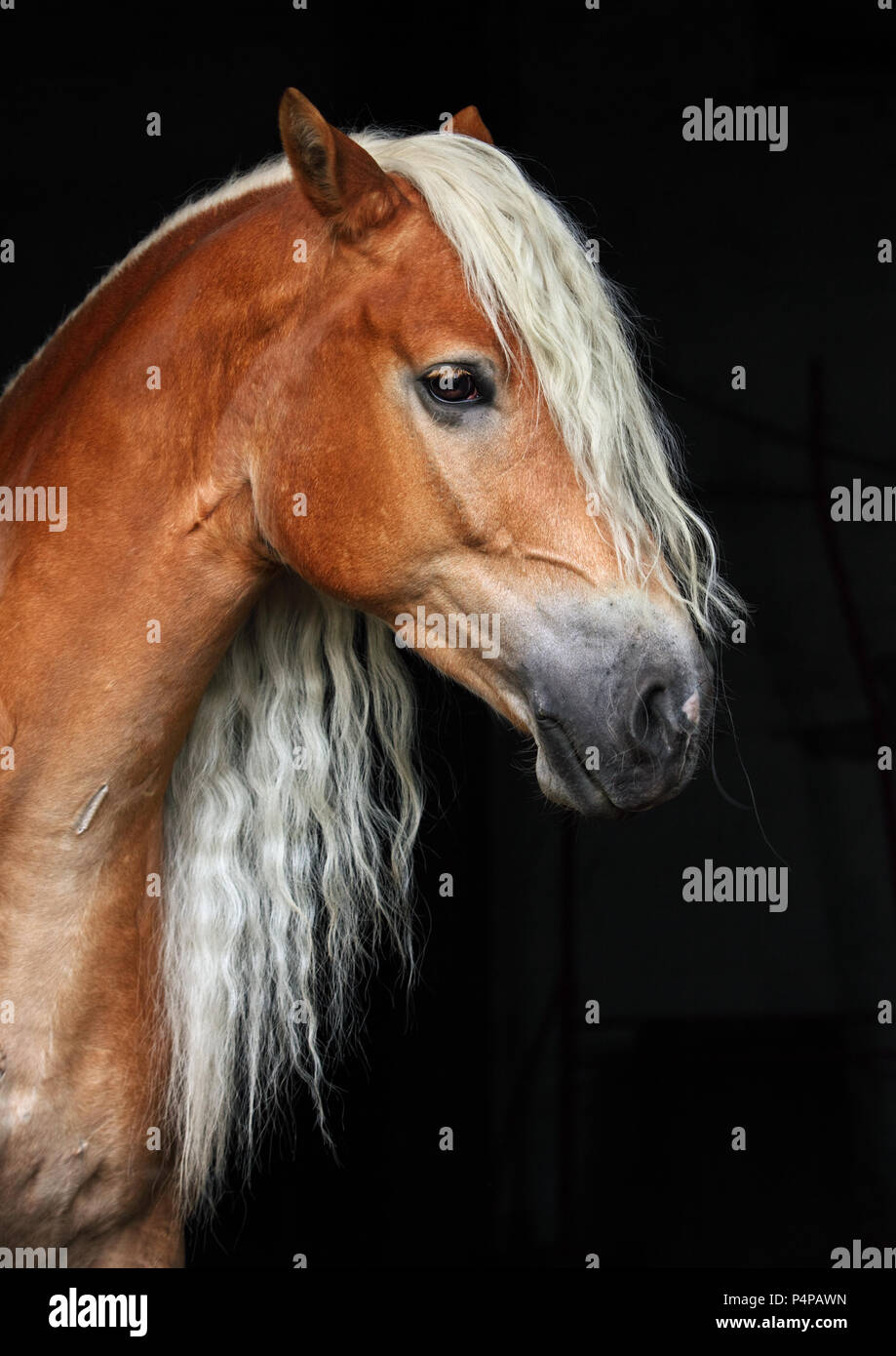 Portrait Low key étalon haflinger oseille en fond noir Banque D'Images