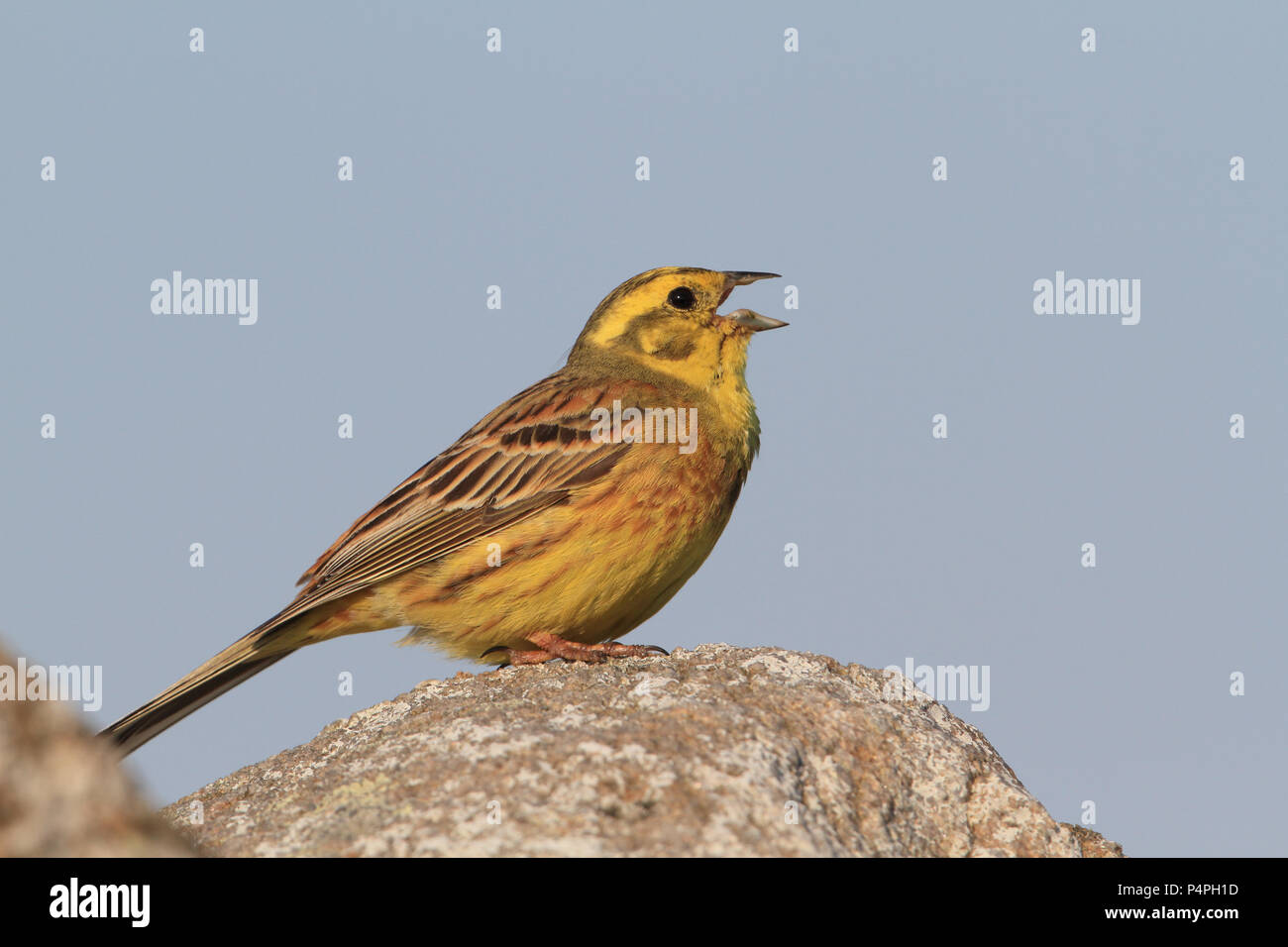 Yellowhammer Emberiza citrinella (chant) Banque D'Images