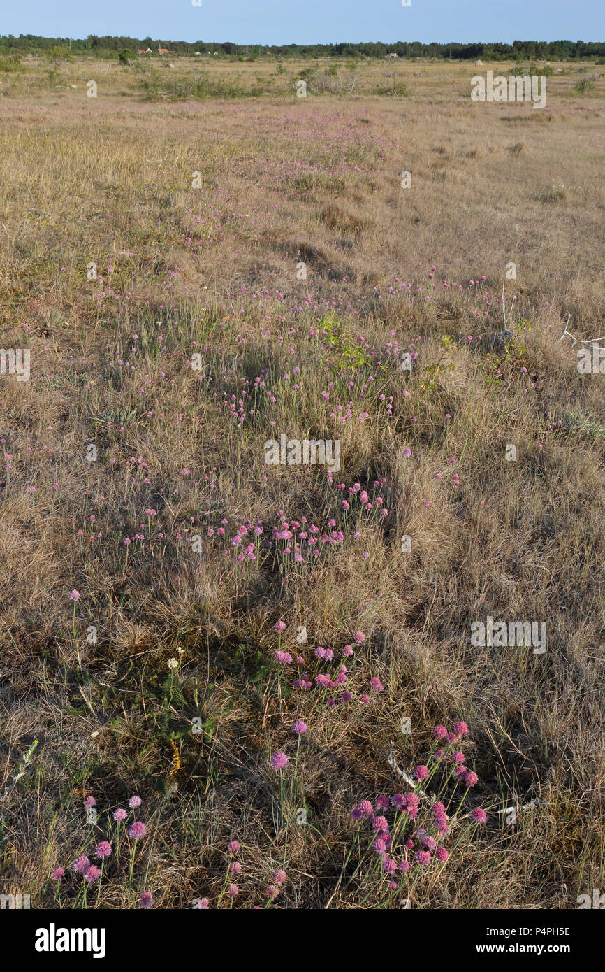 (Thrift Armeria maritima) sur les prairies côtières près de Byrum, Suède Banque D'Images