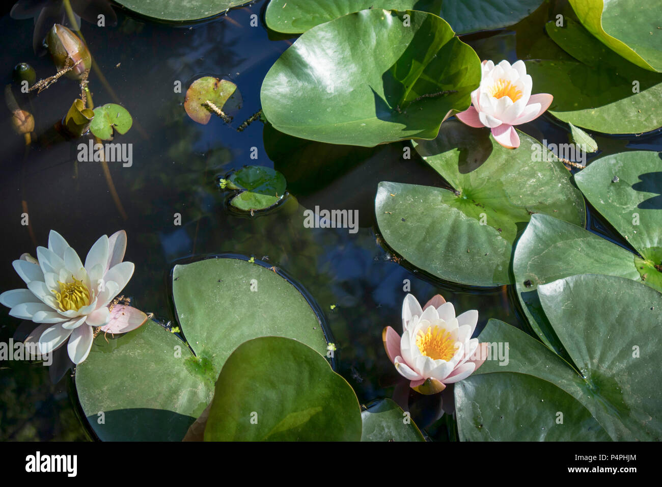 Le Nymphaea virginalis dans le rétro-éclairage au coucher du soleil dans le jardin botanique Banque D'Images