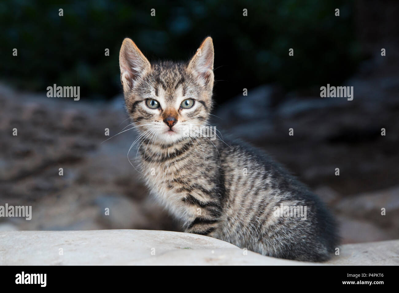 Cute kitty tabby assis à l'extérieur et curieusement à la vers la caméra Banque D'Images