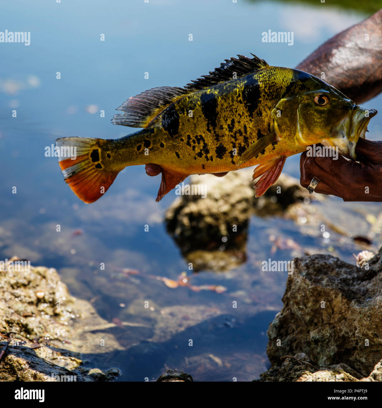 Peacock Bass exotiques Banque D'Images