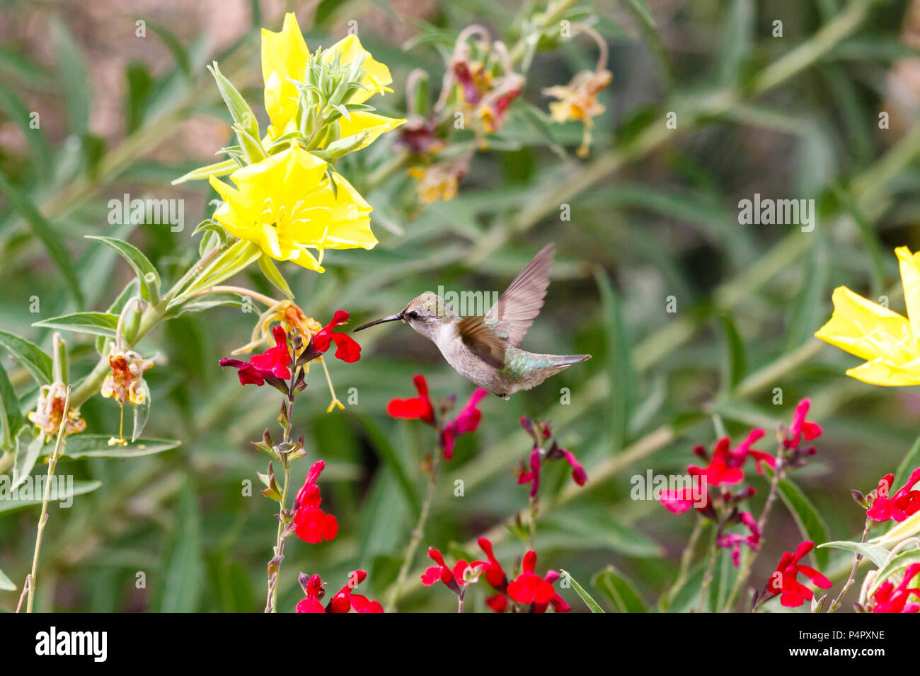 Colibri d'Anna mi vol stationnaire, se nourrissant de fleurs rouge vif, vert et jaune des plantes en fleurs à l'arrière-plan. Le désert de Sonora en Arizona. Banque D'Images