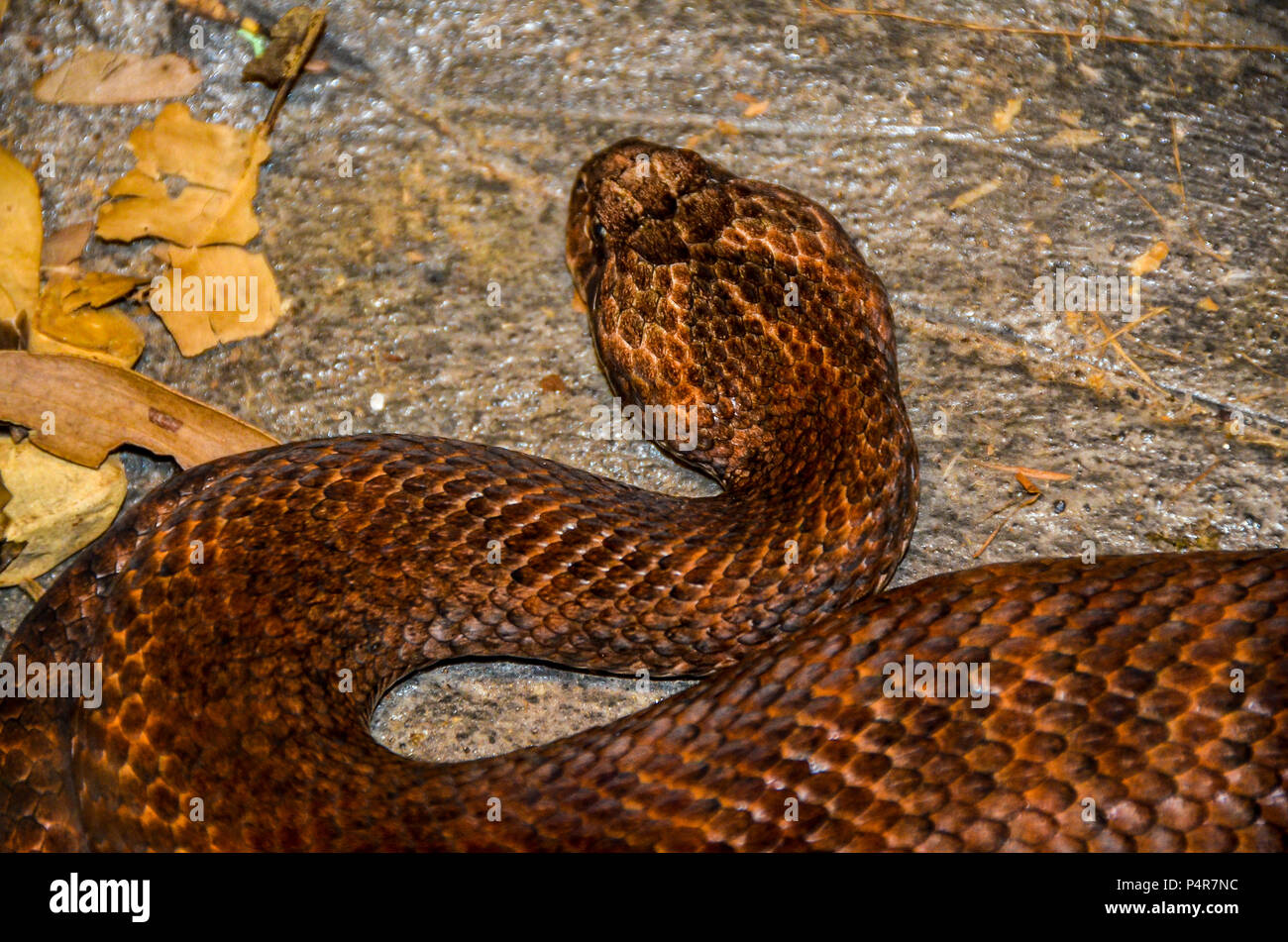 Death Adder Banque D'Images