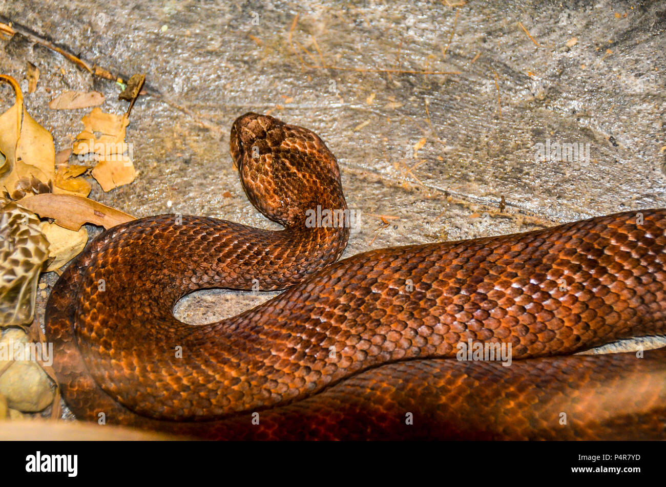 Death Adder Banque D'Images