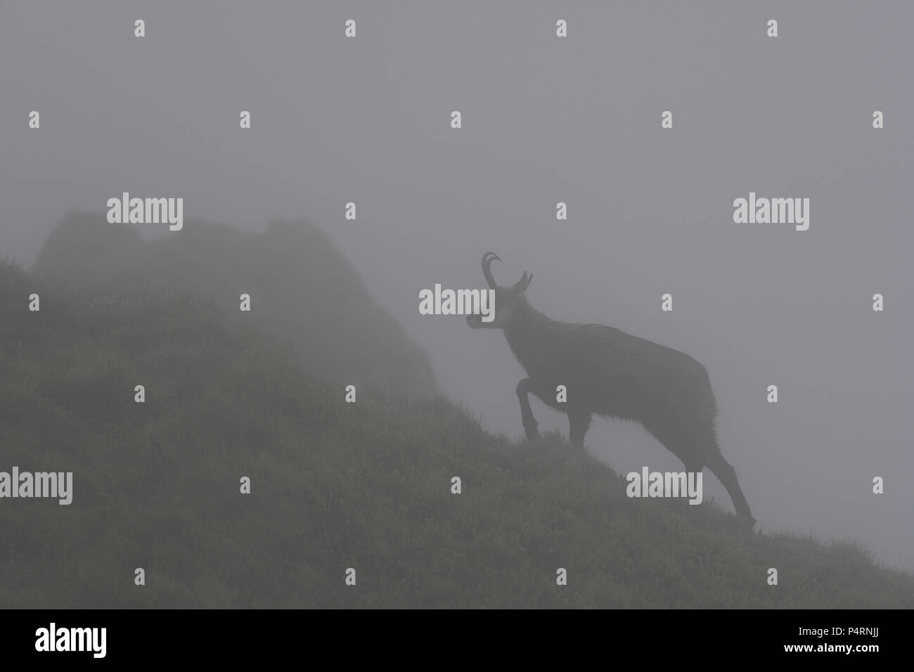 Chamois sur un Misty Mountain Ridge dans les Vosges, France Banque D'Images