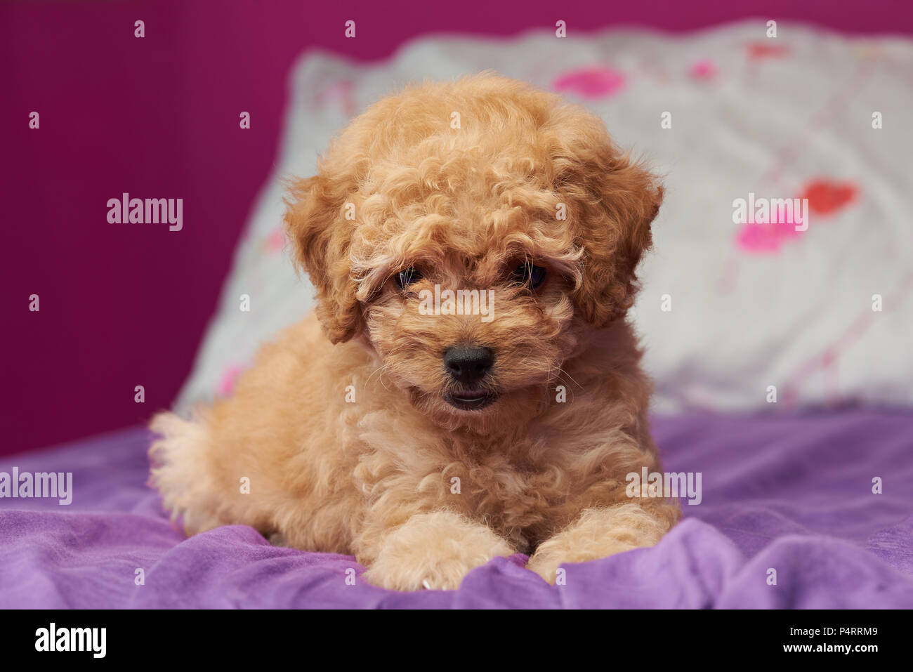 Un chiot caniche jeter sur lit de près. Portrait de chiot caniche domestique Banque D'Images