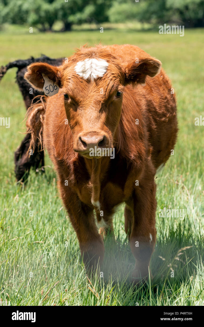Les génisses, les bovins, pâturage ranch à côté de petite ville de montagne de Salida, Colorado, USA Banque D'Images