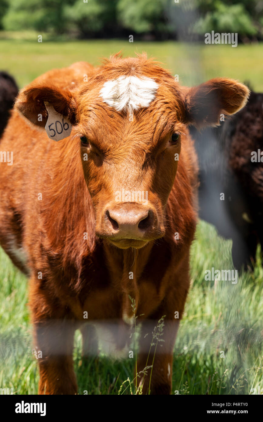 Les génisses, les bovins, pâturage ranch à côté de petite ville de montagne de Salida, Colorado, USA Banque D'Images