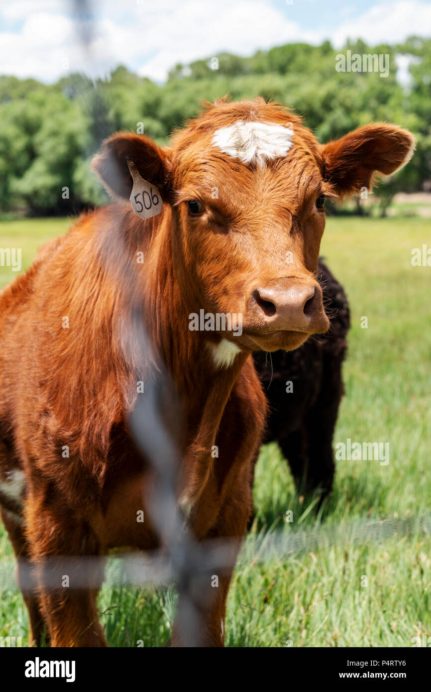 Les génisses, les bovins, pâturage ranch à côté de petite ville de montagne de Salida, Colorado, USA Banque D'Images