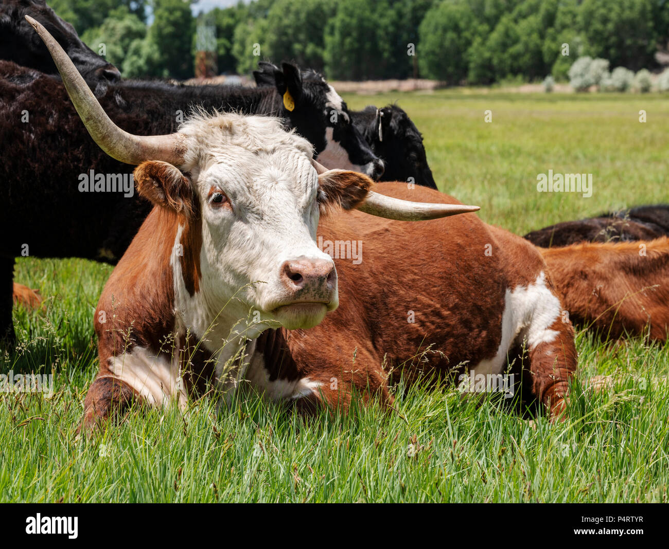 Ranch de bétail de pâturage, à côté de petite ville de montagne de Salida, Colorado, USA Banque D'Images