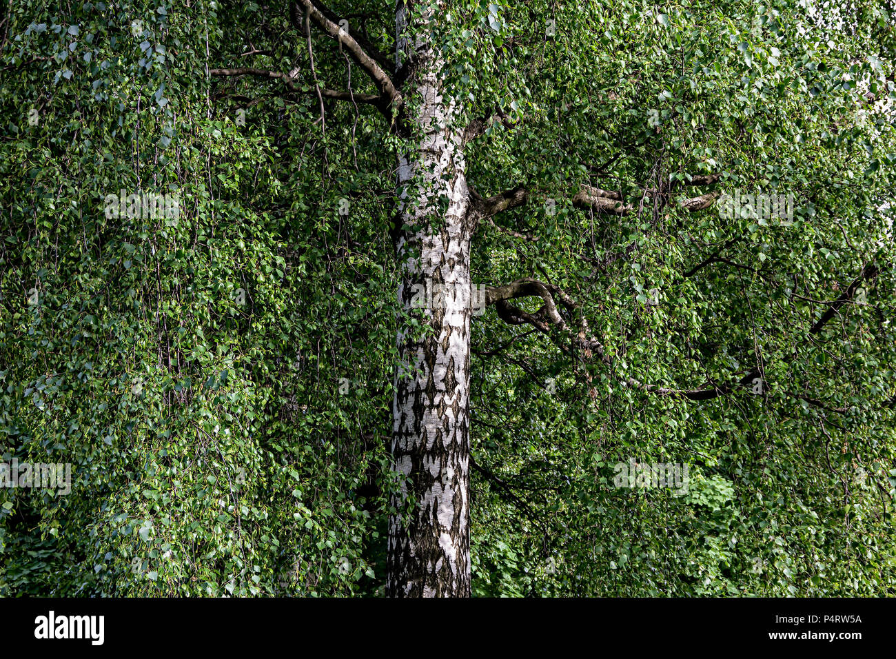 Une couronne d'un bouleau au riche feuillage et tronc noir et blanc dans une forêt d'été, peut être utilisé comme arrière-plan. Banque D'Images