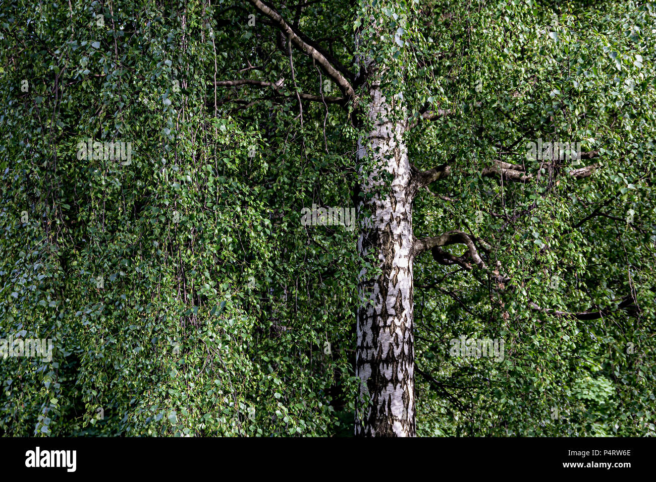 Une couronne d'un bouleau au riche feuillage et tronc noir et blanc dans une forêt d'été, peut être utilisé comme arrière-plan. Banque D'Images