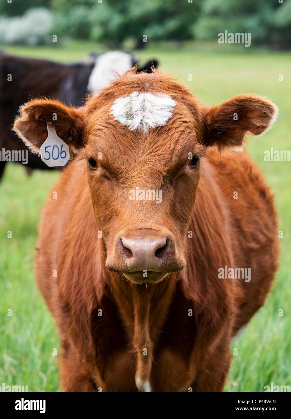 Les génisses, les bovins, pâturage ranch à côté de petite ville de montagne de Salida, Colorado, USA Banque D'Images