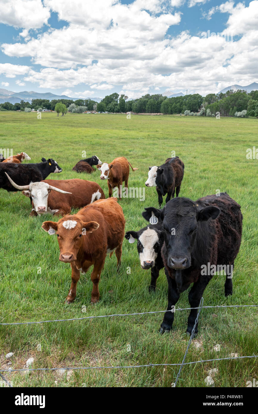 Ranch de bétail de pâturage, à côté de petite ville de montagne de Salida, Colorado, USA Banque D'Images