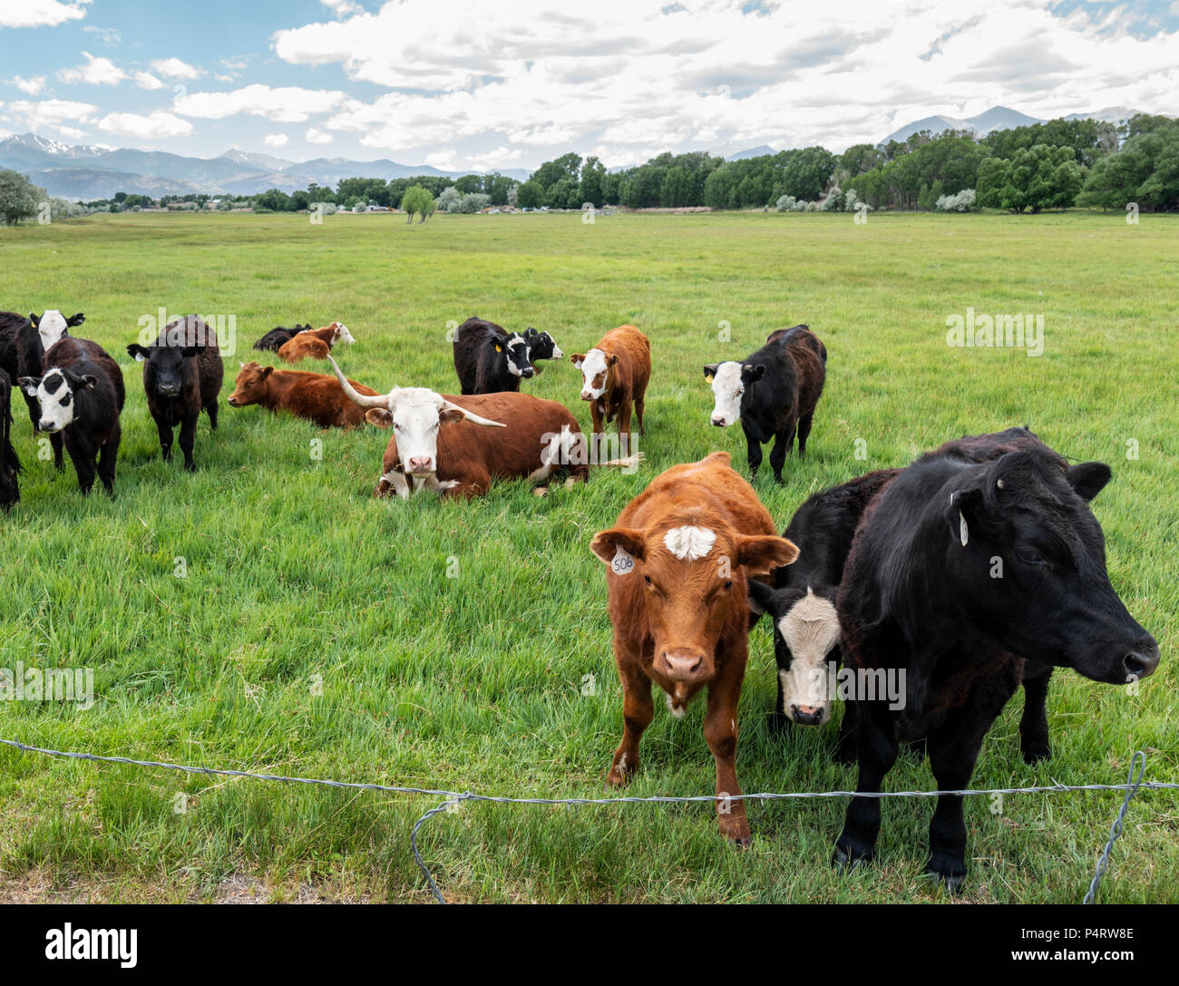 Ranch de bétail de pâturage, à côté de petite ville de montagne de Salida, Colorado, USA Banque D'Images