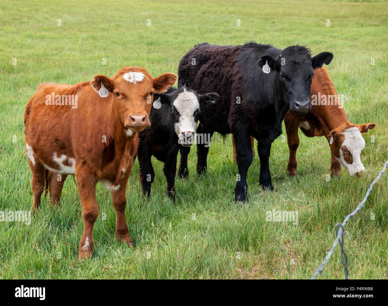 Ranch de bétail de pâturage, à côté de petite ville de montagne de Salida, Colorado, USA Banque D'Images