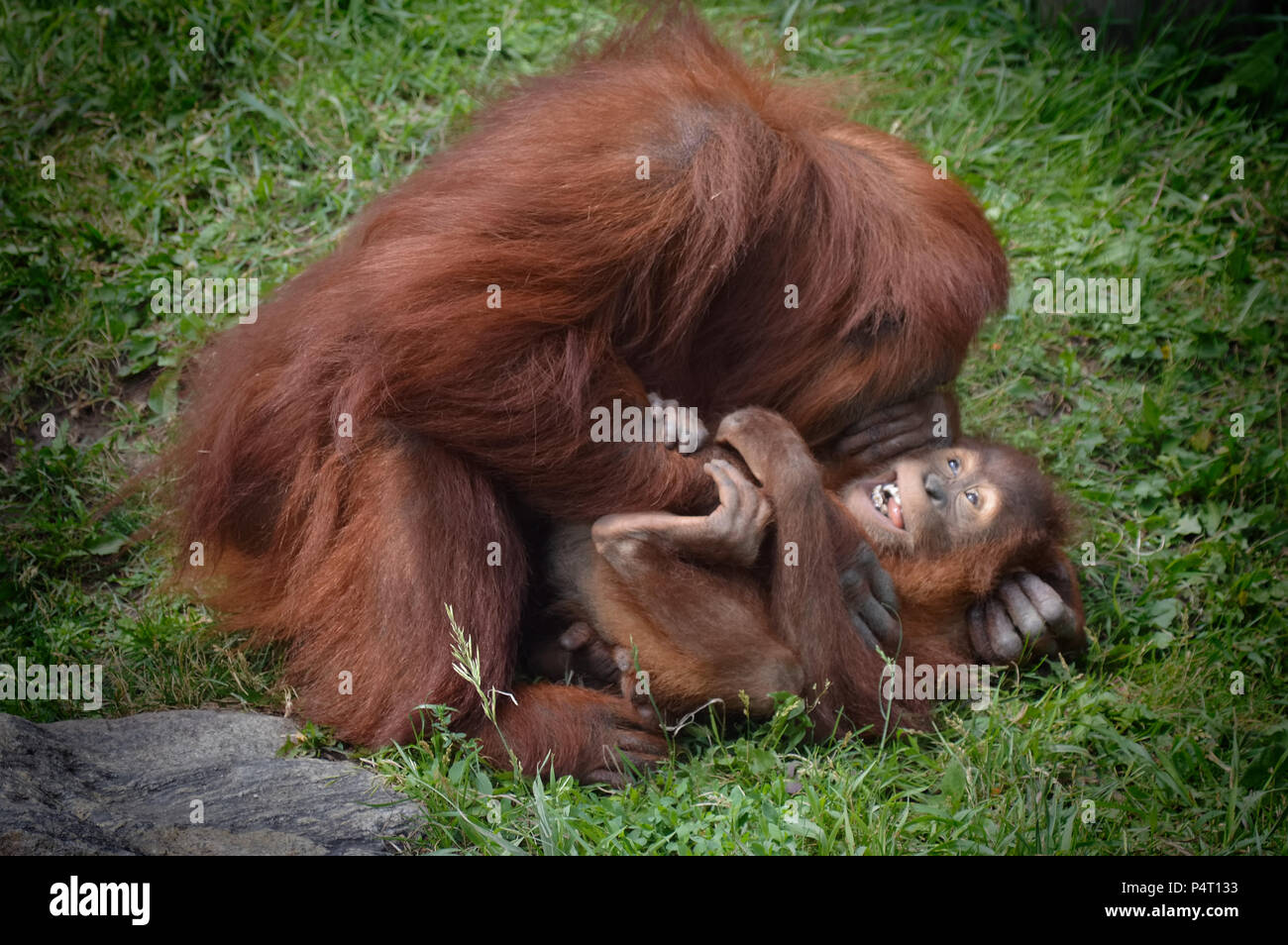 L'orang-outan mère chatouillant son bébé Banque D'Images