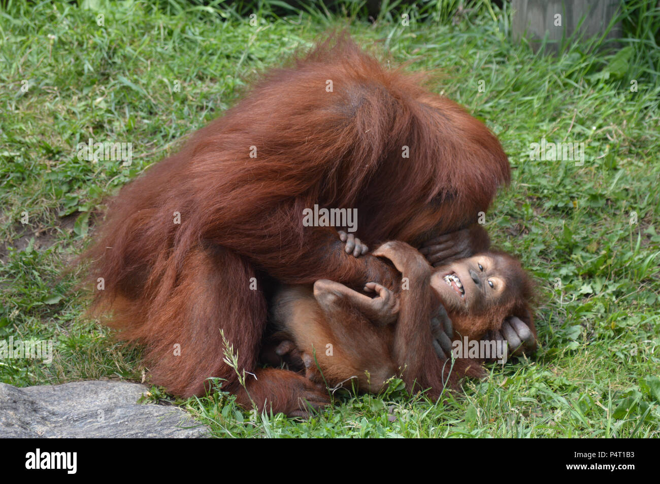 L'orang-outan mère chatouillant son bébé Banque D'Images