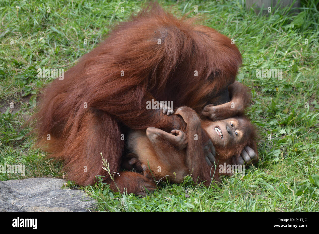 L'orang-outan mère chatouillant son bébé Banque D'Images