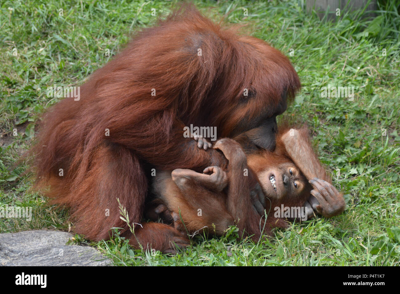 L'orang-outan mère chatouillant son bébé Banque D'Images