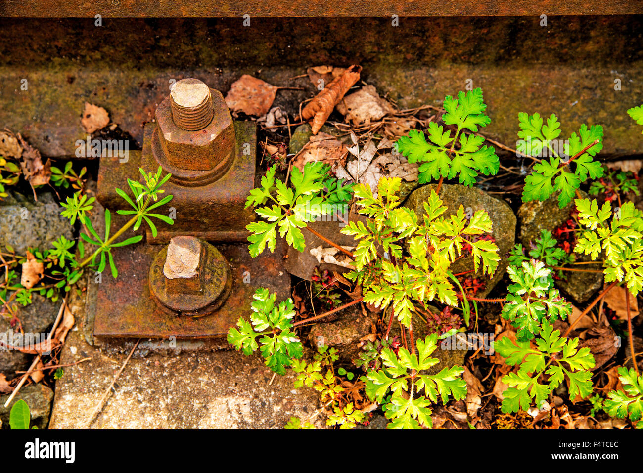 Rails de commande avec Roberts Géranium Banque D'Images