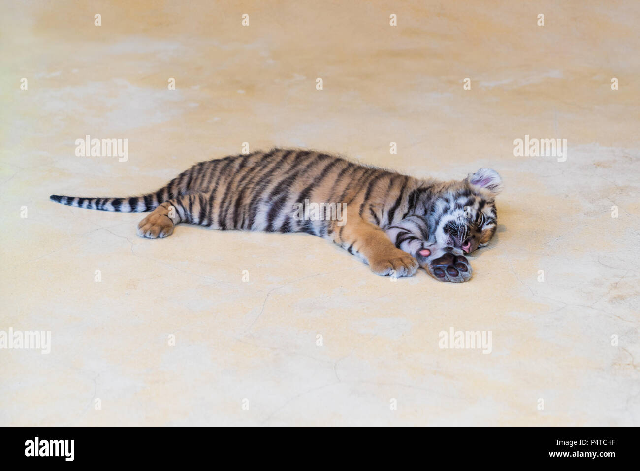 Mignon Bebe Tigre Dormant Sur Le Parc Photo Stock Alamy