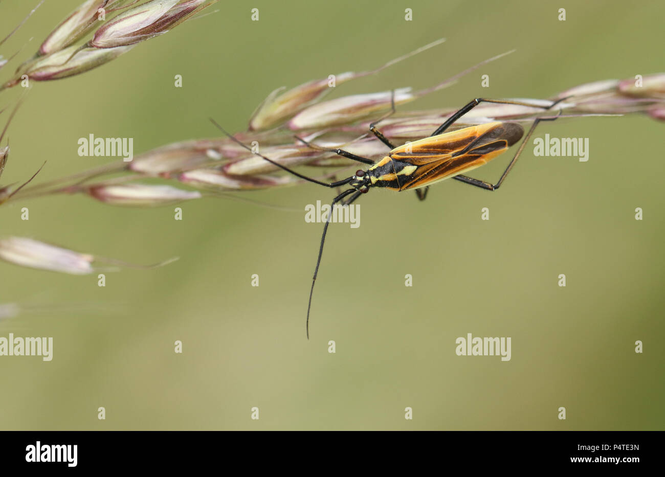 Une jolie plante Medow Leptopterna dolabrata (Bug) percher sur les graines d'une herbe. Banque D'Images
