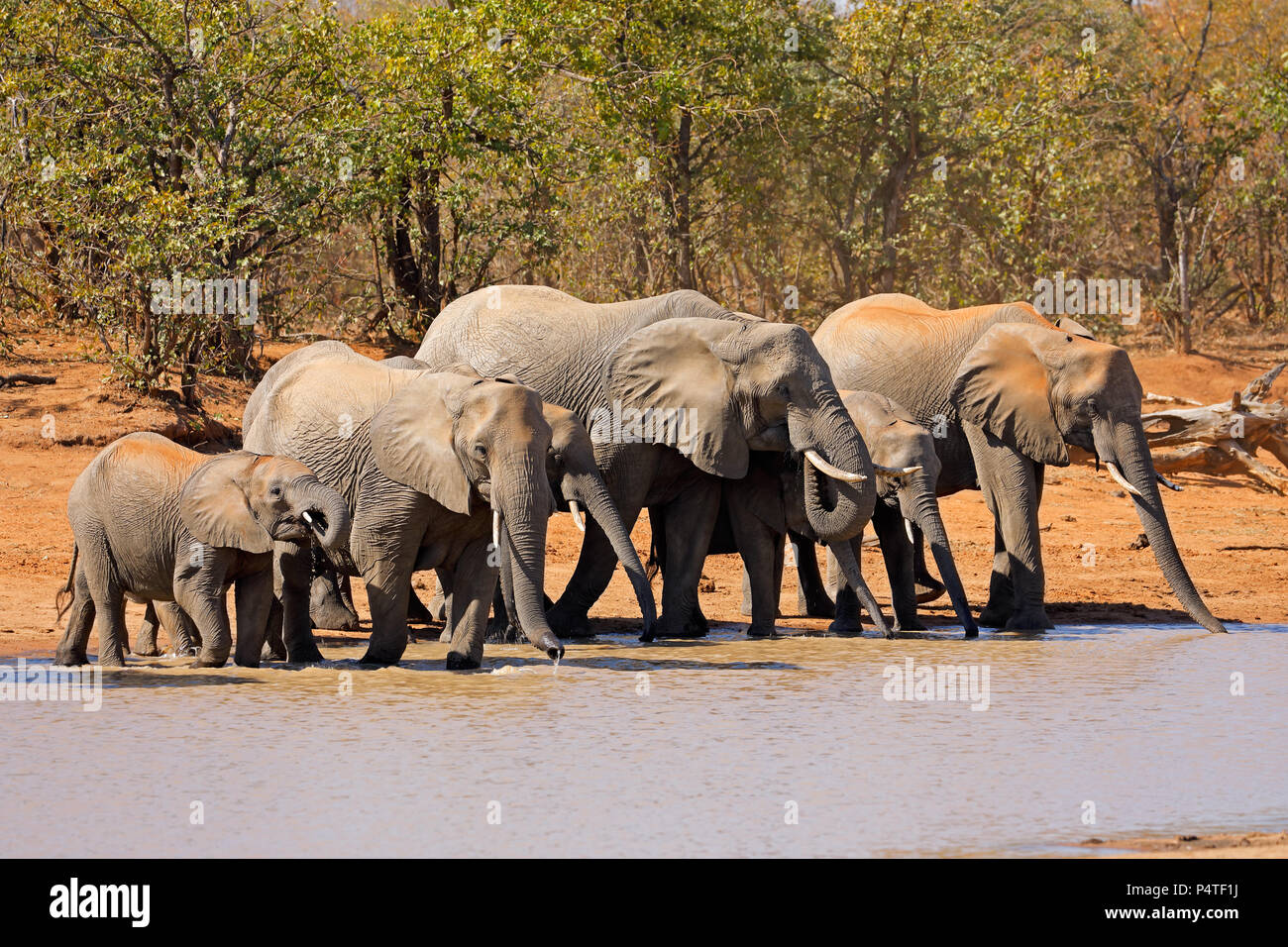 Les éléphants d'Afrique (Loxodonta africana) à un étang, Kruger National Park, Afrique du Sud Banque D'Images